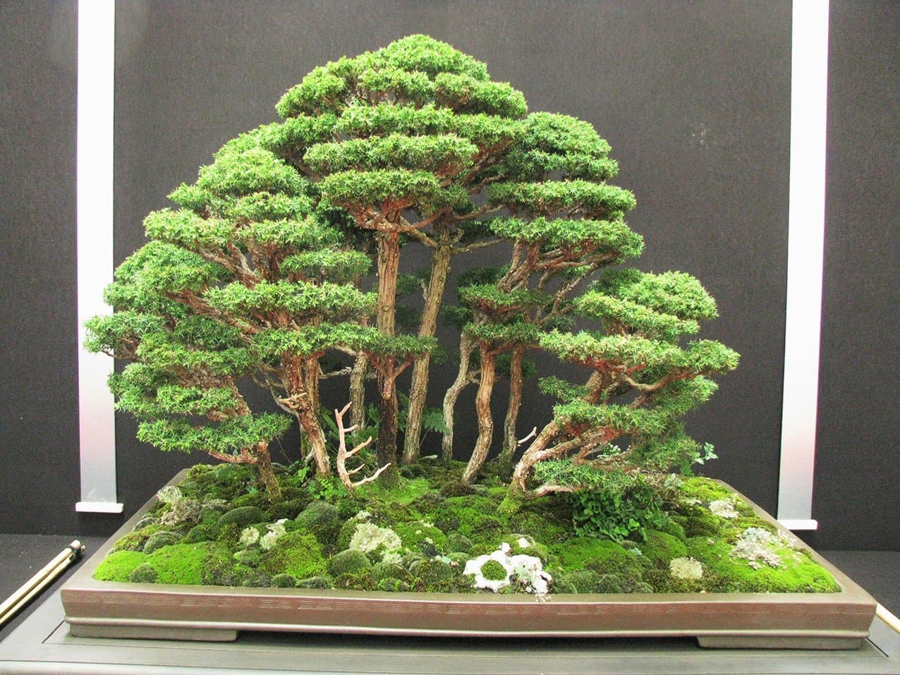 Vasuworld Red Cedar bonsai suitable Tree Seeds (5 Pcs)