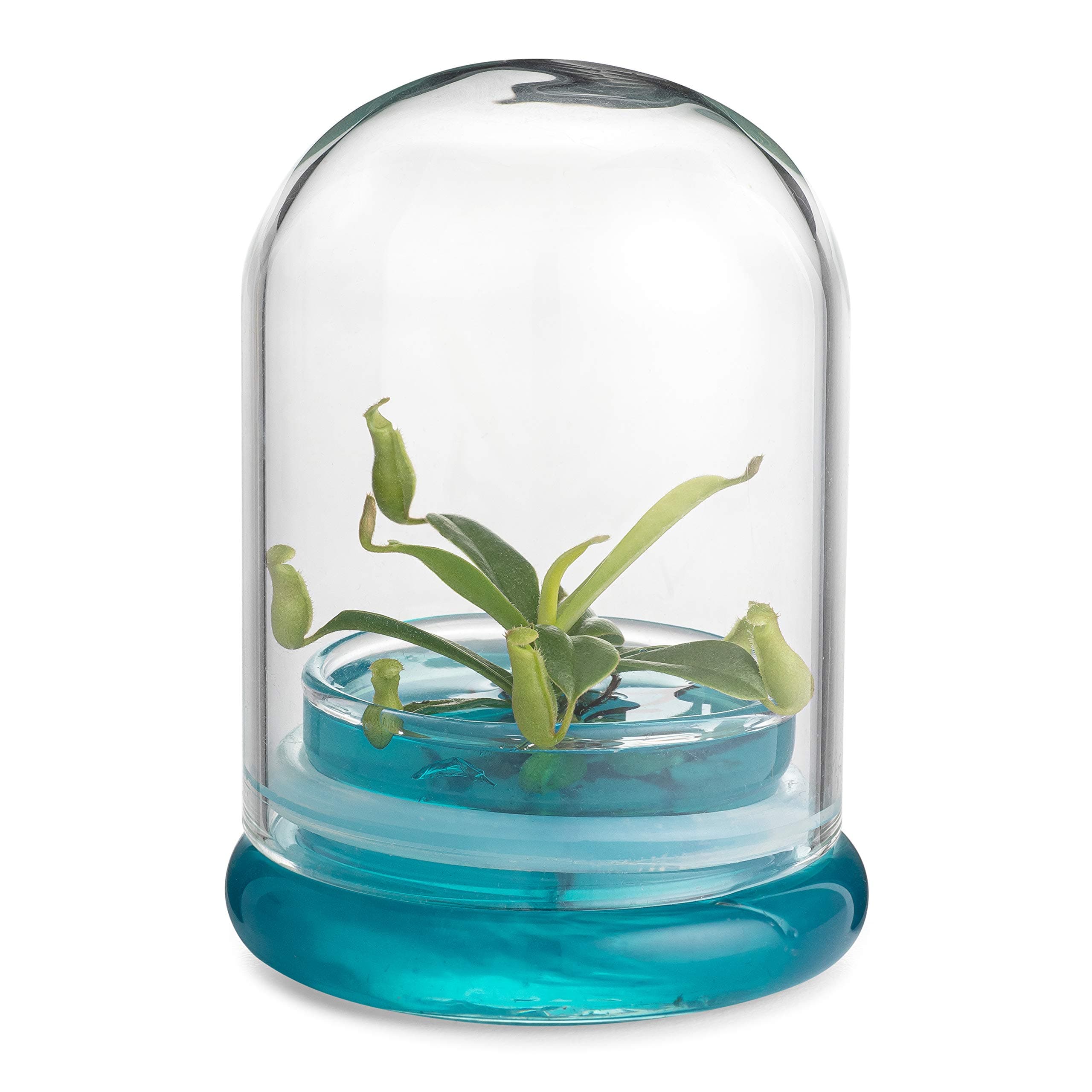 Pitcher Plant – Live Nepenthes Tobaica – Zero Care Carnivore Plants Terrarium - Self-Sustaining Pitcher Plant Ecosystem – Great Gift for Birthdays, Christmas, Anniversaries