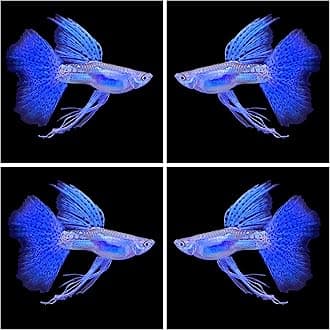 D&A Tropical Live Fish - Blue Grass Ribbons Guppy Live Fish for Aquariums, Freshwater (1 Trio (1Male, 2 Female)