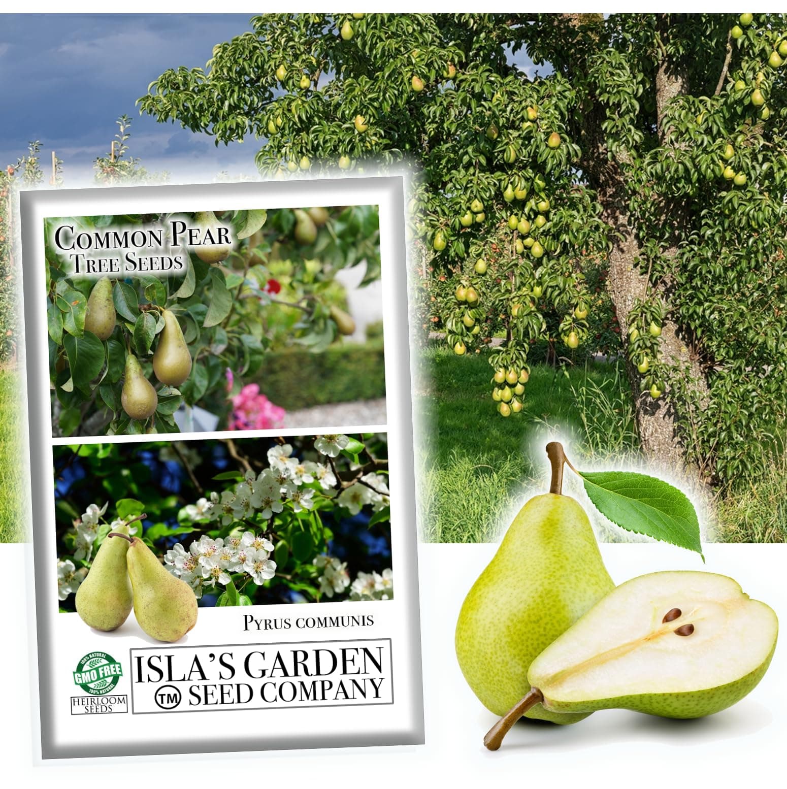 Common Pear Tree Seeds, 30 Seeds Per Packet, Isla's Garden Seeds, Non GMO & Heirloom Seeds, Pyrus Communis, Great Home Garden Gift, Fruit Producing Tree