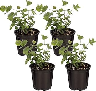 Live Aromatic and Edible Herb - Eucalyptus (4 Per Pack) - Assorted Varieties, Natural Air Purifier, 10" Tall by 3" Wide