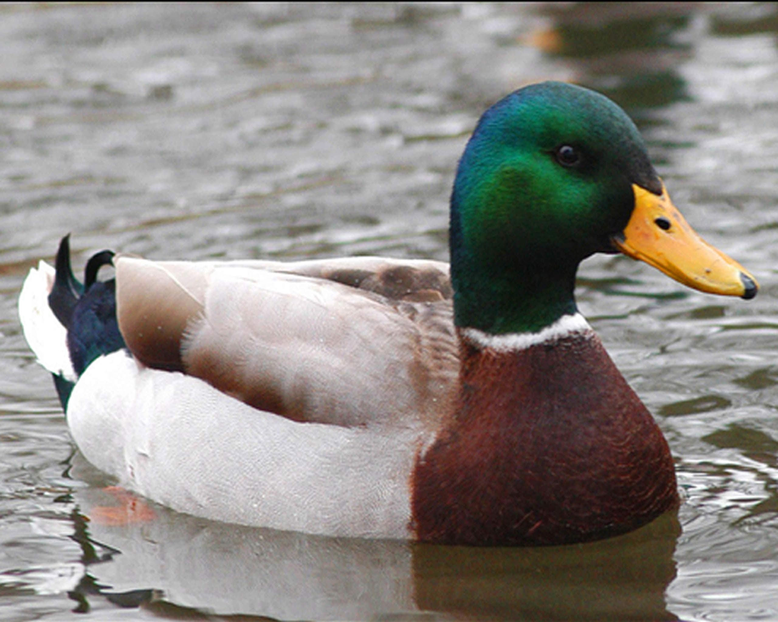 British Birds - Mallard Duck - Quality Mouse Mat