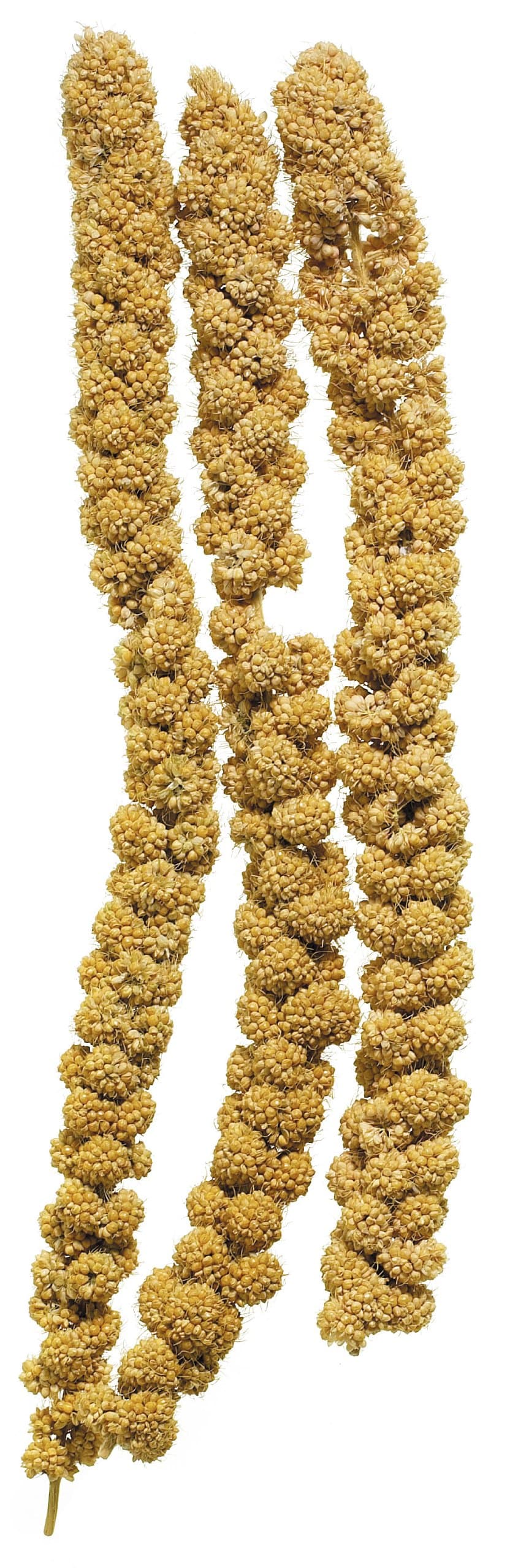 Millet Spray in Bulk, 15 Kg