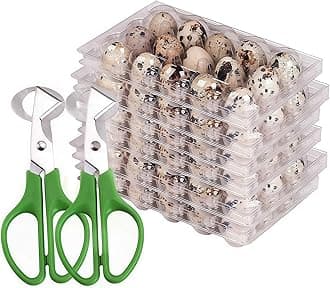 Quail Egg Cartons,15 Grids Small Egg Storage Holders,Quail Eggs Bulk Carton Trays & 2PCS Stainless Steel Cutter
