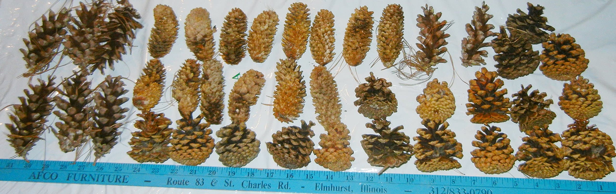 Pine Cones Large Size - 7" to Smaller - 3" - Picked from Illnois