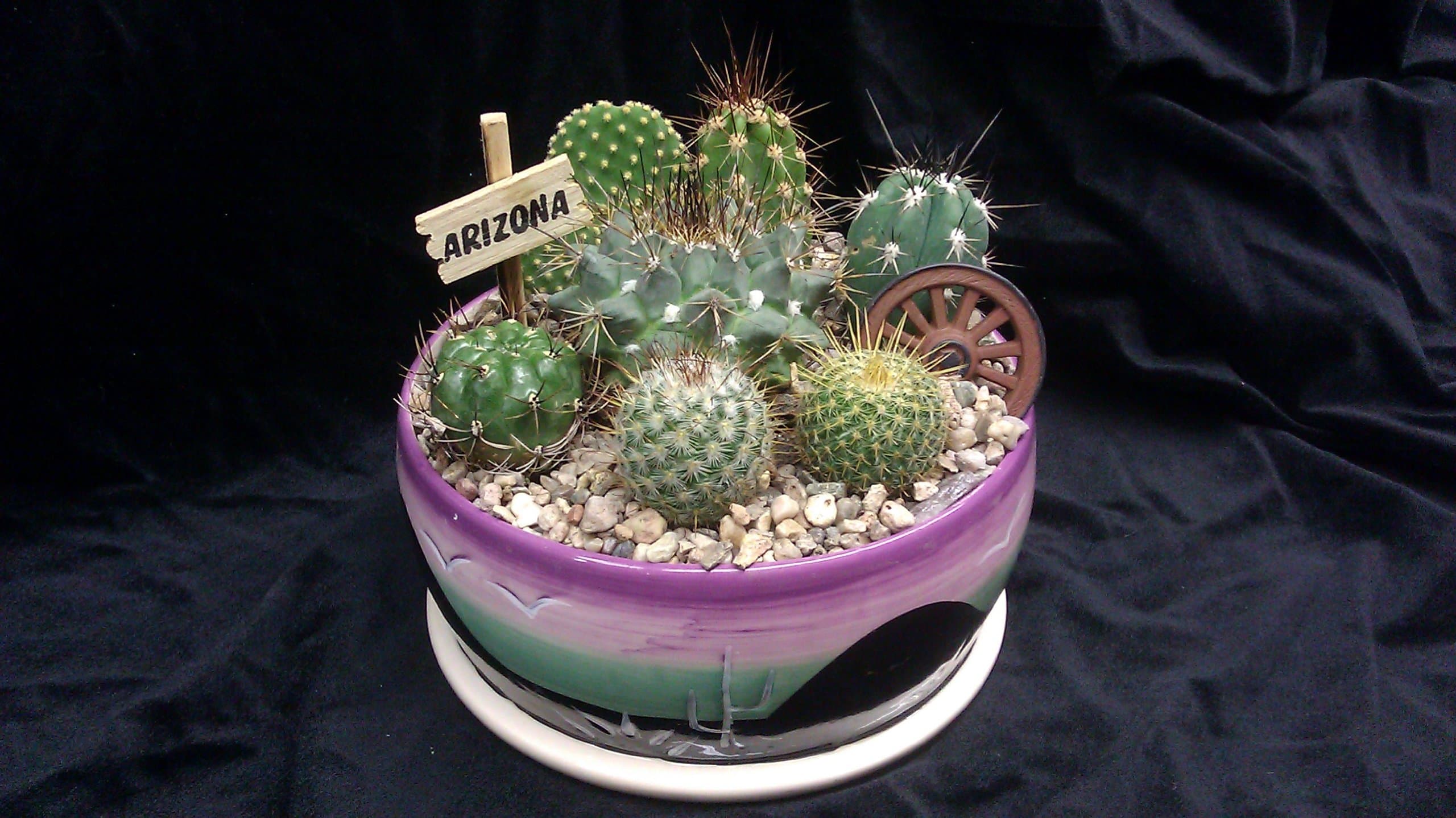 7" Cactus Garden