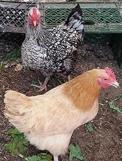 6 Fertile Chicken Hatching Eggs