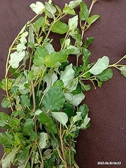 Medicinal & Herb Mookirattai Fresh Leaves | Punarnava | Boerhavia diffusa | Saranai Fresh Leaves with Stems - 50 Grams