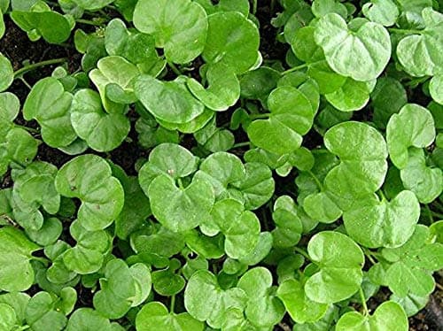 Dichondra Repens Seeds 1 Pound