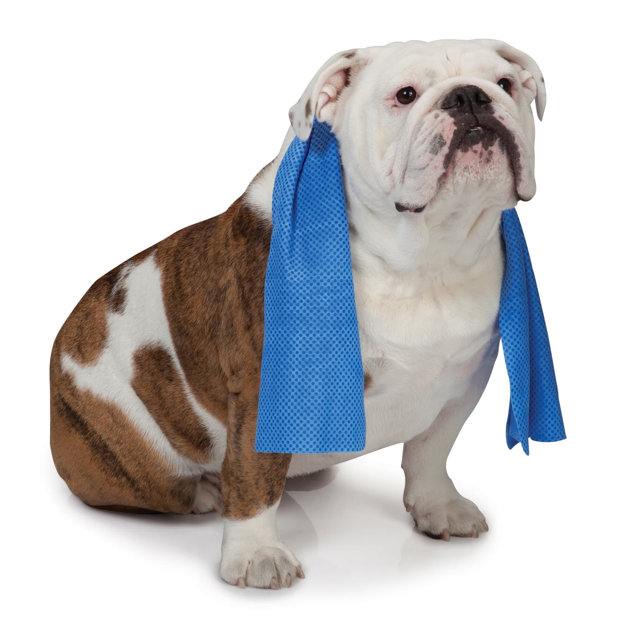 Dog Cooling Pet Towel