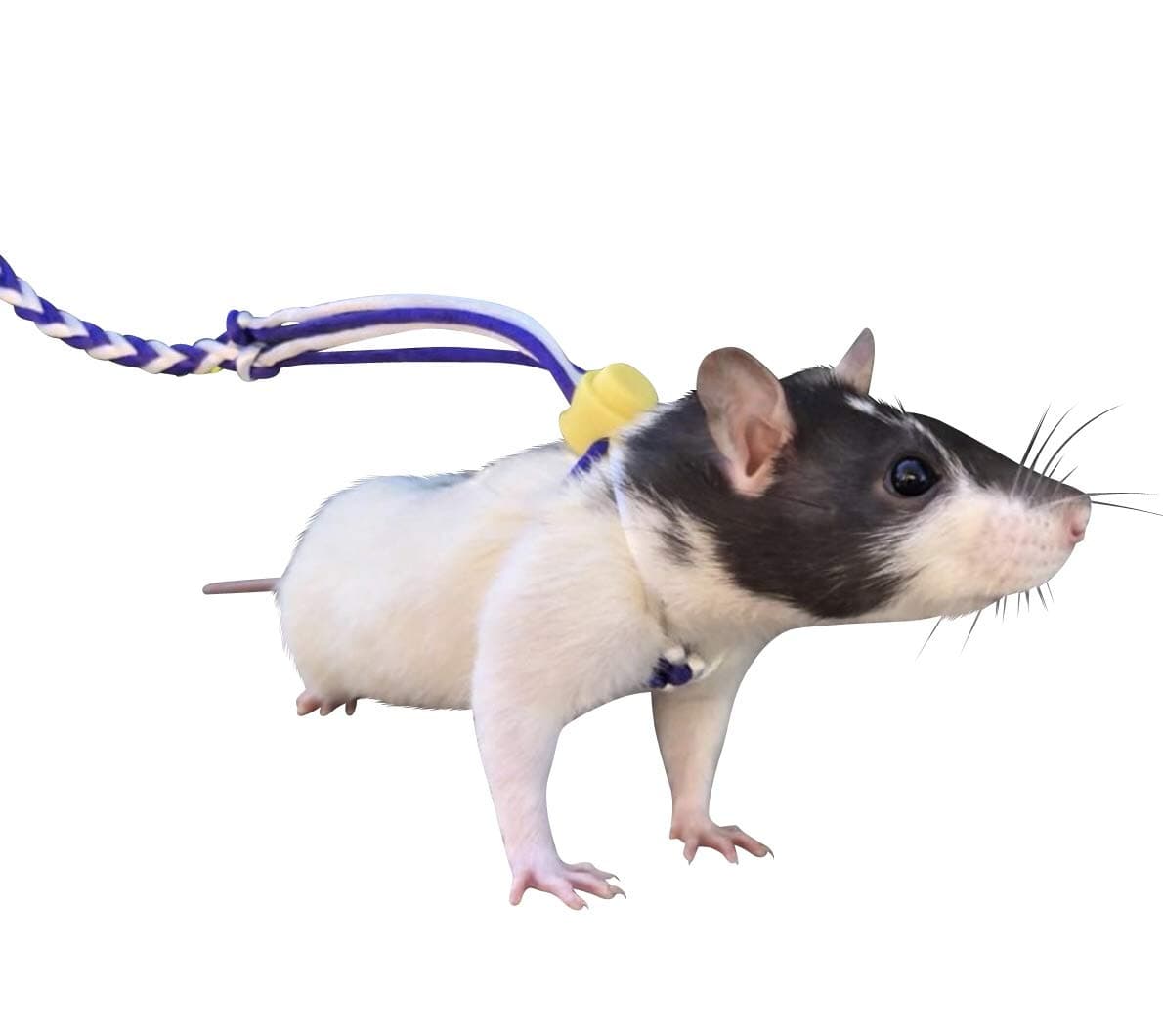 Adjustable Rat Leash | Harness for Rats and Hamsters (Blue)